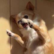 ヒメ日記 2025/11/19 07:57 投稿 一条彩香 プレジデントクラブ