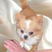 ヒメ日記 2025/11/29 10:23 投稿 一条彩香 プレジデントクラブ