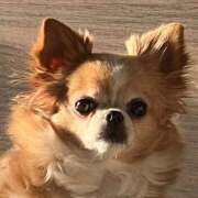 ヒメ日記 2025/12/04 07:44 投稿 一条彩香 プレジデントクラブ