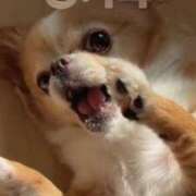 ヒメ日記 2026/02/13 03:28 投稿 一条彩香 プレジデントクラブ