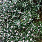 ヒメ日記 2026/03/11 07:40 投稿 一条彩香 プレジデントクラブ