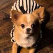 ヒメ日記 2026/04/02 06:49 投稿 一条彩香 プレジデントクラブ