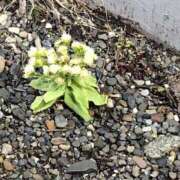 ヒメ日記 2025/04/18 11:16 投稿 中島ナース 病院