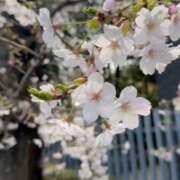 ヒメ日記 2026/03/29 17:01 投稿 朝倉　やよい 人妻の秘密