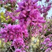 ヒメ日記 2025/04/14 00:40 投稿 杏奈奥様 母ちゃんの秘密