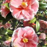 ヒメ日記 2025/04/19 23:06 投稿 杏奈奥様 母ちゃんの秘密