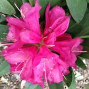 ヒメ日記 2025/04/20 12:21 投稿 杏奈奥様 母ちゃんの秘密