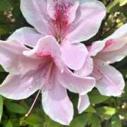 ヒメ日記 2025/04/26 15:58 投稿 杏奈奥様 母ちゃんの秘密