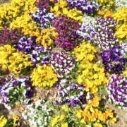 ヒメ日記 2025/04/27 16:04 投稿 杏奈奥様 母ちゃんの秘密