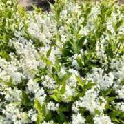 ヒメ日記 2025/05/01 12:58 投稿 杏奈奥様 母ちゃんの秘密