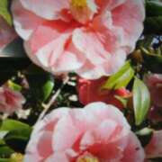 ヒメ日記 2025/05/31 05:18 投稿 杏奈奥様 母ちゃんの秘密