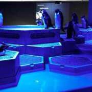 ヒメ日記 2024/12/22 11:33 投稿 望月れいか 宝石箱(すすきの)