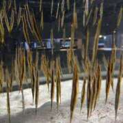 ヒメ日記 2024/12/22 20:18 投稿 望月れいか 宝石箱(すすきの)