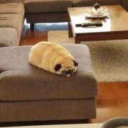 ヒメ日記 2025/01/12 15:12 投稿 望月れいか 宝石箱(すすきの)