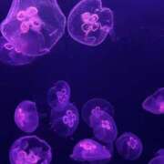 ヒメ日記 2025/07/06 15:27 投稿 望月れいか 宝石箱(すすきの)