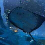 ヒメ日記 2025/07/17 20:03 投稿 望月れいか 宝石箱(すすきの)