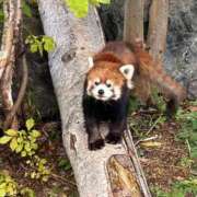 ヒメ日記 2025/10/10 23:42 投稿 望月れいか 宝石箱(すすきの)