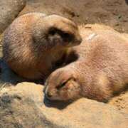 ヒメ日記 2025/10/14 21:12 投稿 望月れいか 宝石箱(すすきの)