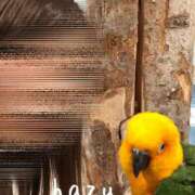 ヒメ日記 2025/05/29 21:18 投稿 HAZU-ハズ- 宝石箱(すすきの)