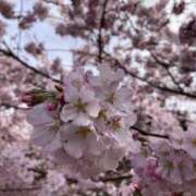 ヒメ日記 2025/03/30 11:31 投稿 らら ラブハーレム(水戸)