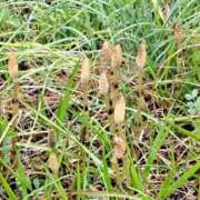 ヒメ日記 2025/03/11 16:36 投稿 川上さつき 五十路マダム 浜松店(カサブランカグループ)