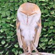 ヒメ日記 2025/08/09 22:26 投稿 川上さつき 五十路マダム 浜松店(カサブランカグループ)