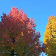 ヒメ日記 2025/11/07 22:00 投稿 川上さつき 五十路マダム 浜松店(カサブランカグループ)