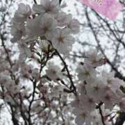 ヒメ日記 2026/03/30 23:20 投稿 しおり 海上空天 SHANGHAI HEAVEN