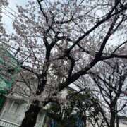 ヒメ日記 2026/03/30 23:15 投稿 倉本 プレジデントクラブ