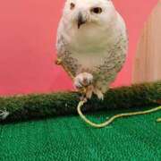 ヒメ日記 2026/03/20 11:18 投稿 丹羽友子 五十路マダム 岐阜店