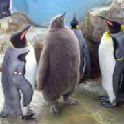 ヒメ日記 2025/02/02 11:12 投稿 りかこ 完熟ばなな 谷九店