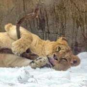 ヒメ日記 2025/02/16 10:59 投稿 りかこ 完熟ばなな 谷九店