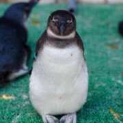 ヒメ日記 2025/03/31 19:48 投稿 りかこ 完熟ばなな 谷九店