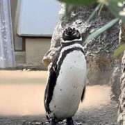 ヒメ日記 2025/07/11 22:36 投稿 りかこ 完熟ばなな 谷九店