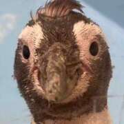 ヒメ日記 2025/08/01 13:21 投稿 りかこ 完熟ばなな 谷九店