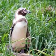 ヒメ日記 2025/11/27 15:09 投稿 りかこ 完熟ばなな 谷九店