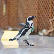 ヒメ日記 2026/01/06 13:59 投稿 りかこ 完熟ばなな 谷九店