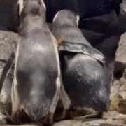 ヒメ日記 2026/03/24 10:22 投稿 りかこ 完熟ばなな 谷九店