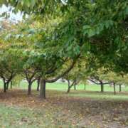 ヒメ日記 2025/12/21 22:15 投稿 優香奥様(ゆうか) 熟れたざくろ