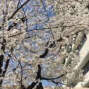 ヒメ日記 2025/04/05 16:57 投稿 みらん Cocoon(コクーン)