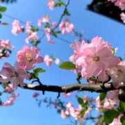 ヒメ日記 2025/03/31 20:59 投稿 あすか サンクチュアリ(上野)