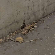 ヒメ日記 2025/09/19 22:30 投稿 みゆき 梅田人妻秘密倶楽部