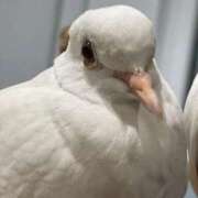 ヒメ日記 2025/09/11 07:32 投稿 あいか ふぞろいの人妻たち