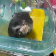 ヒメ日記 2026/05/19 06:41 投稿 あいか ふぞろいの人妻たち