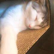 あいか ねこたん ふぞろいの人妻たち