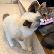 あいか おはよぉ ふぞろいの人妻たち