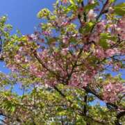 ヒメ日記 2026/03/08 09:05 投稿 もえな モアグループ川越人妻花壇