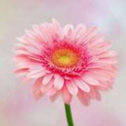 ヒメ日記 2025/02/01 07:53 投稿 れいこ 熟女の風俗最終章 所沢店