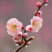 ヒメ日記 2025/03/11 08:03 投稿 れいこ 熟女の風俗最終章 所沢店