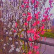 ヒメ日記 2025/03/31 12:28 投稿 川村ゆみ 恋する妻たち